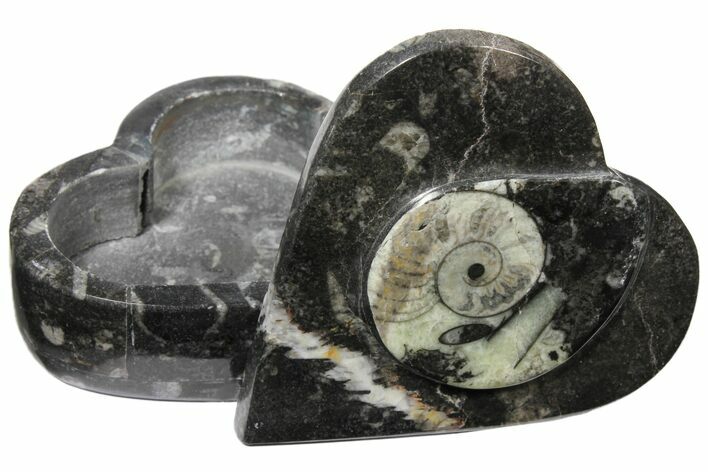 Fossiliferous Limestone Box With Goniatites & Orthoceras #123553